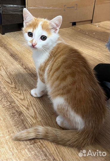 Котенок мальчик