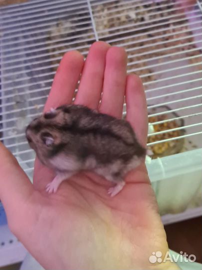 Хомяки джунгарики