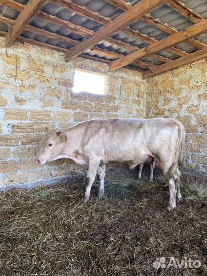 Быки Сименталы