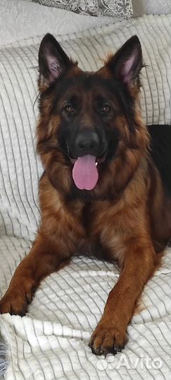 Щенки немецкой овчарки длинношерстной