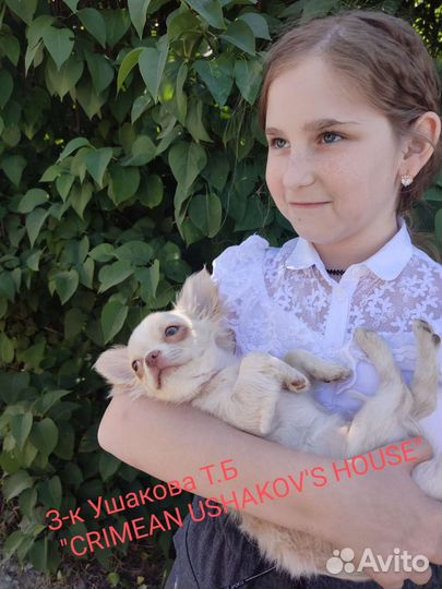 Щенки чихуахуа мини