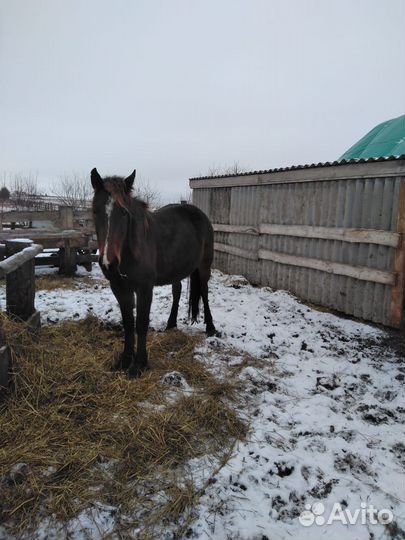 Кобыла с жеребенком