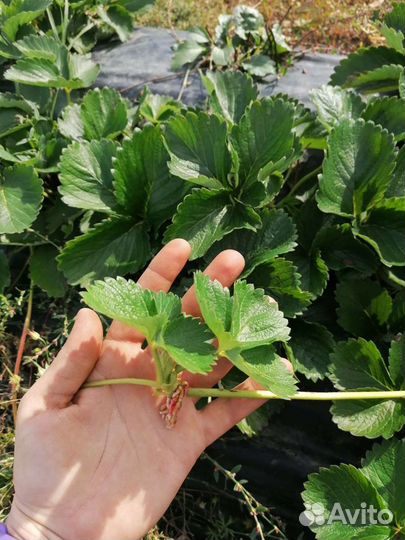 Рассада клубники