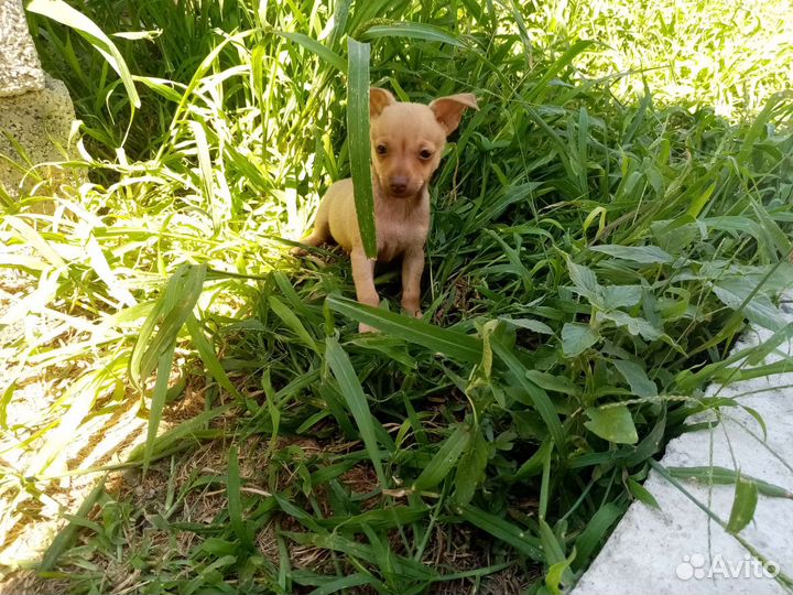 Мини той-терьер щенки