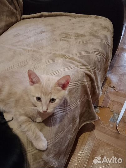 Шотландская вислоухие котята в добрые руки