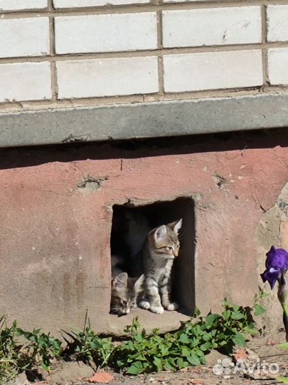 Котята в добрые руки бесплатно