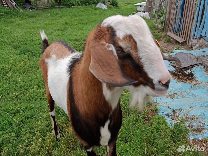 Нубийские козы козлы козлята