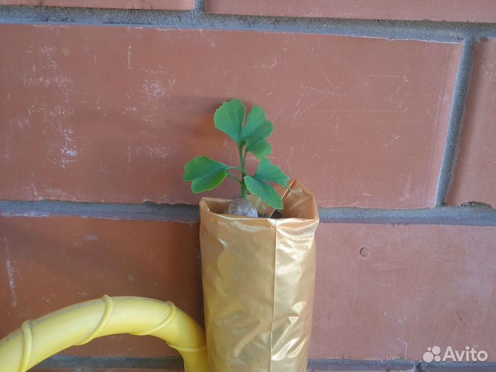 Хосты,Козья Ива,Гинкго Билоба,Золотой Ус
