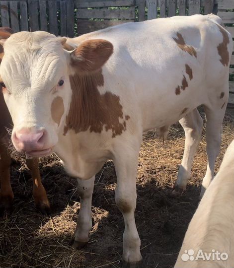 Бычки на откорм