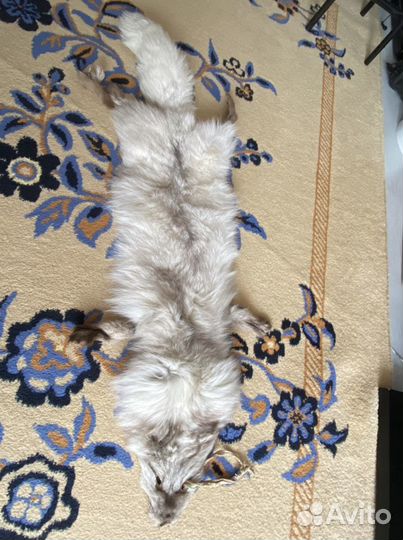 Шкурка песца