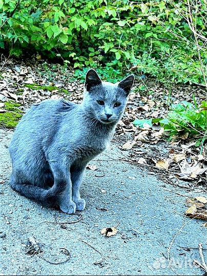 Котёнок подросток Русской голубой бесплатно