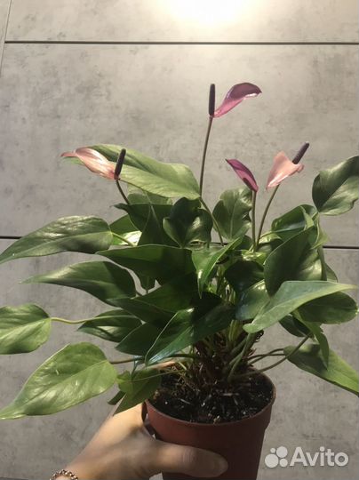 Излишки комнатных растений