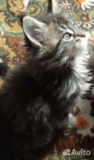 Котята мейн-кун