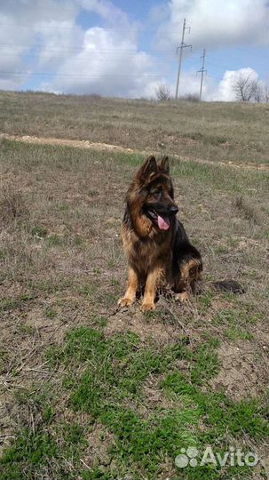 Кабель немецкой овчарки ищет подружку,для вязки