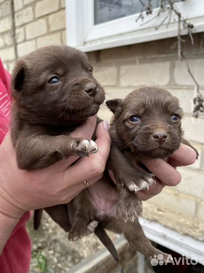 Щенки