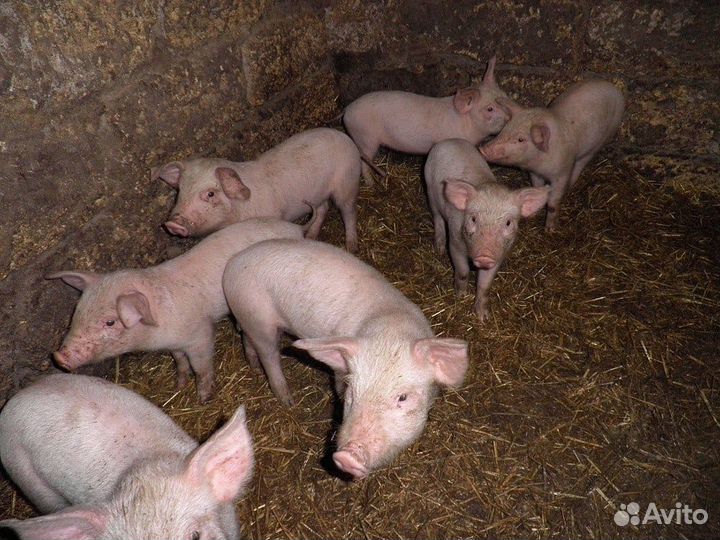 Продам поросят