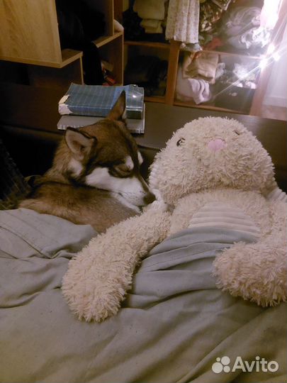 Отдаю собаку