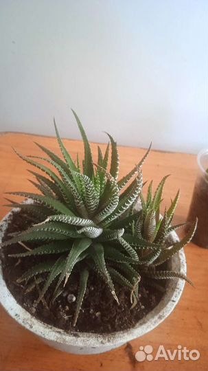 Комнатные экзотические растения