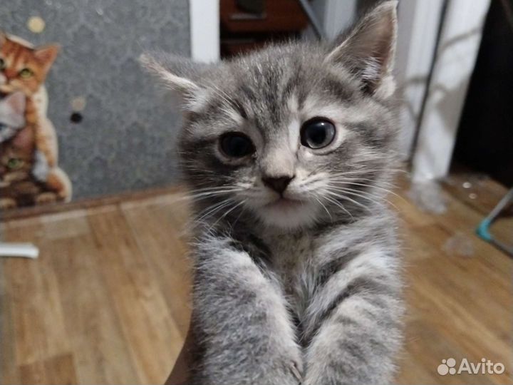 Кошки в добрые руки бесплатно