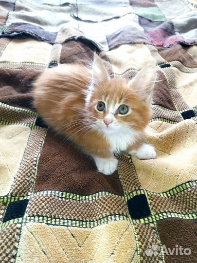Котята мейн-кун