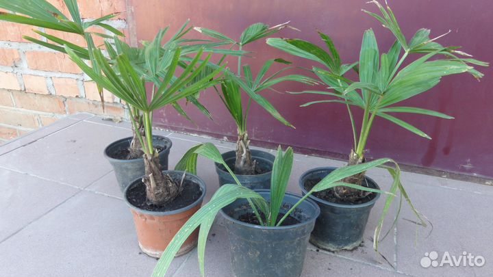 Пальмы морозостойкие веерные и банановые