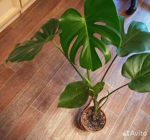 Комнатные цветы. Монстера. Рео.Мята