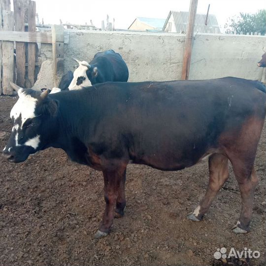 Бык и 2 телки