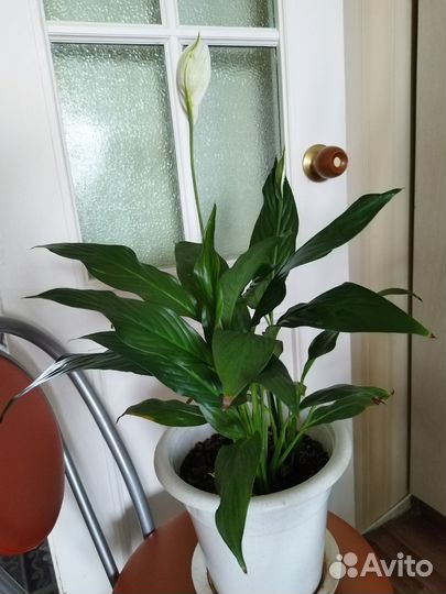 Спатифиллум