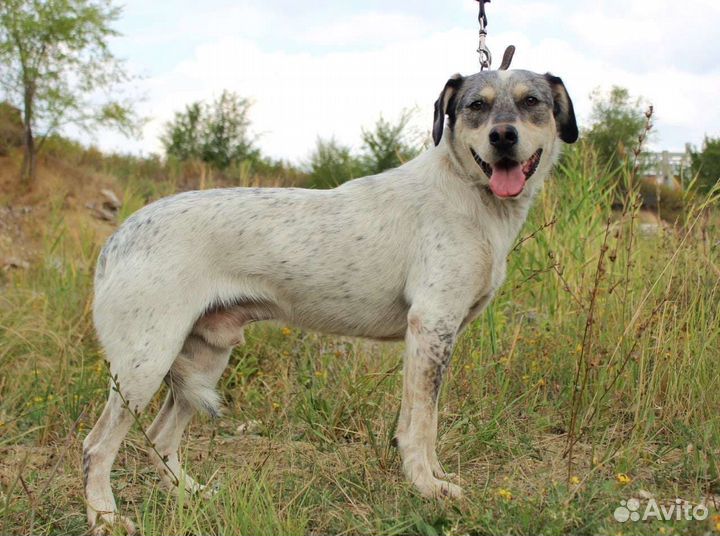 Собака Тито