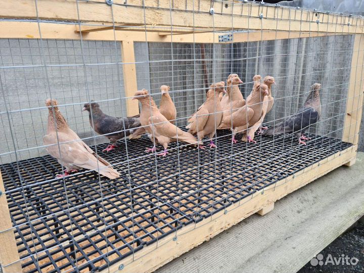 Продаётся птица