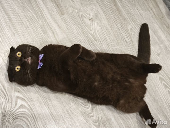 Шотландский кот вязка