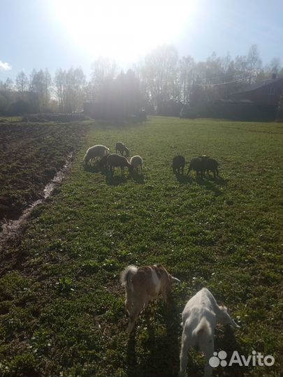 Козы и козлята продажа