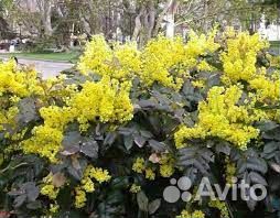 Магония падуболистная