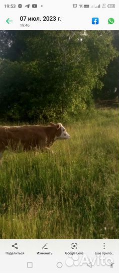 Тёлочку 7 месяцев