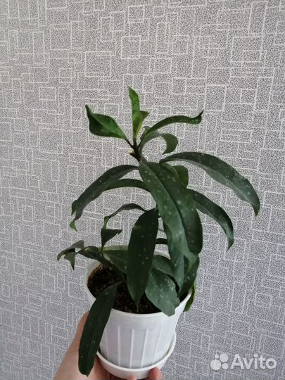 Хойя мультифлора и хойя локки