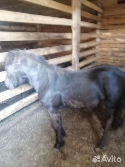 Лошадь пони