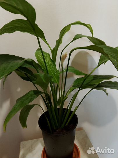 Спатифиллум