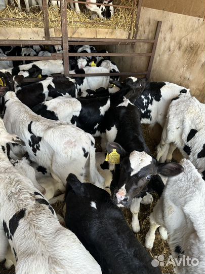 Телята бычки