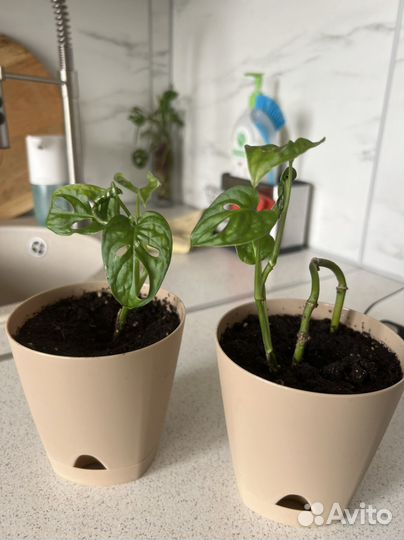 Монстера Monkey leaf