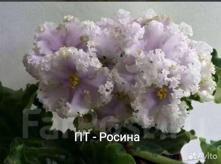 Фиалка сортовве