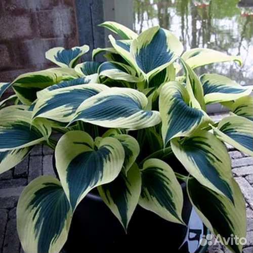 Хоста блю айвори