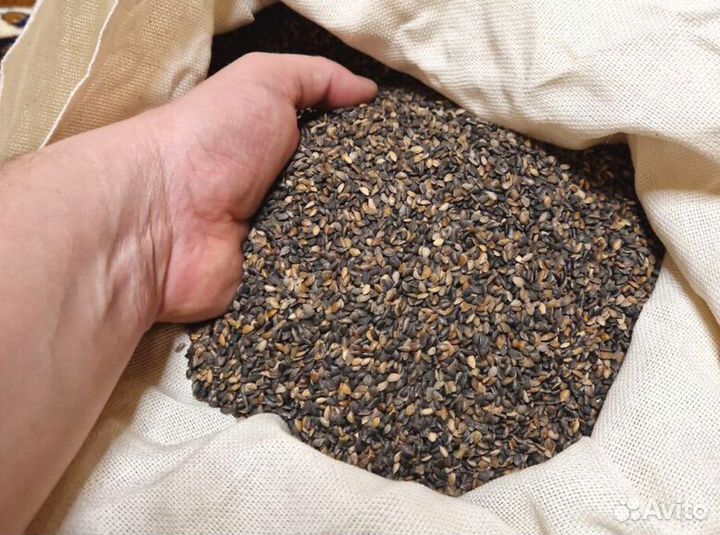 Семена ели обыкновенной