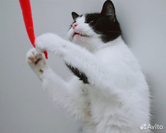 Кошка