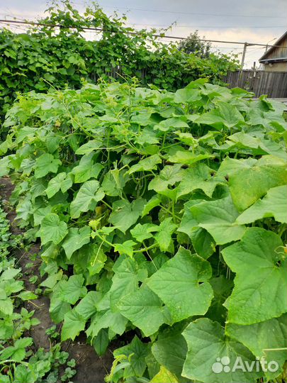 Огурцы свежие домашние