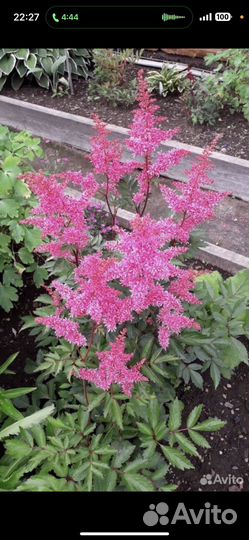 Астильба. Гайлардия