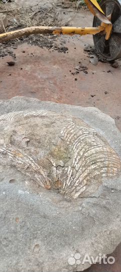 Окаменелая ракушка