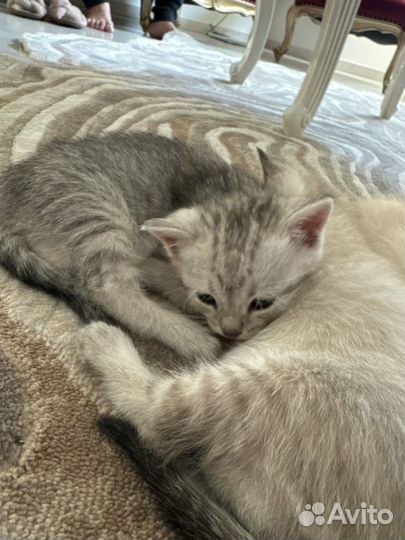 Котята шотландцы