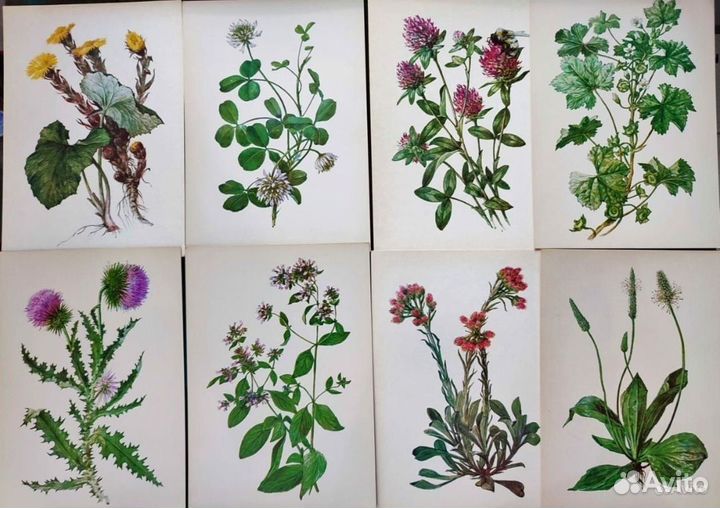 Винтажные ботанические открытки