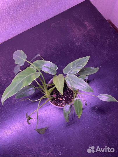 Филодендрон