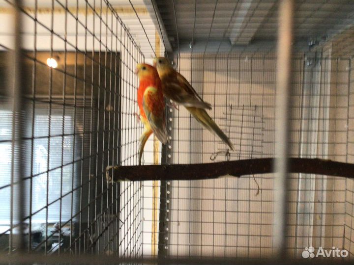 Певчий попугай